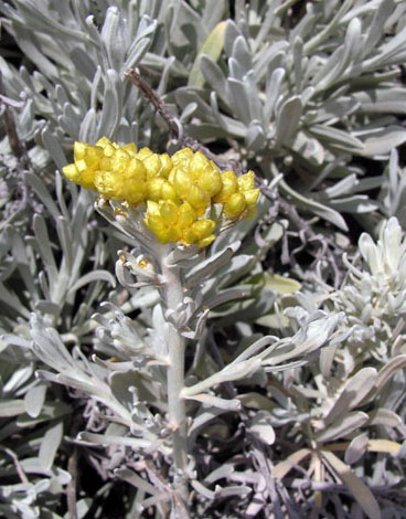 Helychrysum melitense whole