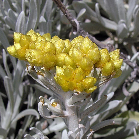 Helychrysum melitense close