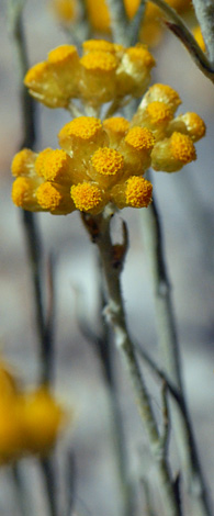 Helichysum stoechas close
