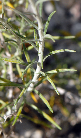 Helichysum stoechas leaves