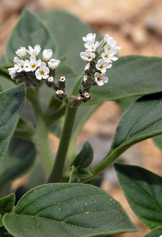 Heliotropium europaeum close