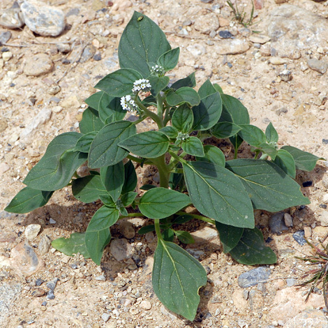 Heliotropium europaeum whole