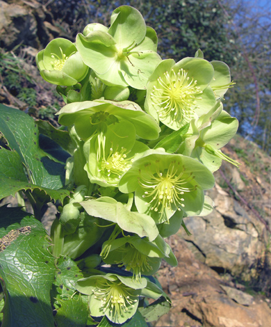 Helleborus argutifolius