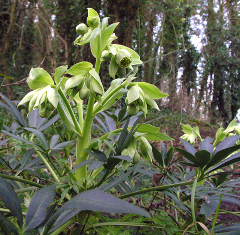 Helleborus foetidus