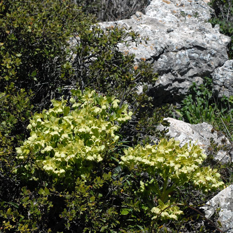 Helleborus foetidus whole Spain