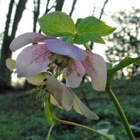 Helleborus orientalis close