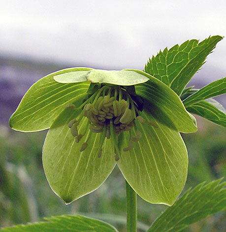 helleborus viridis close