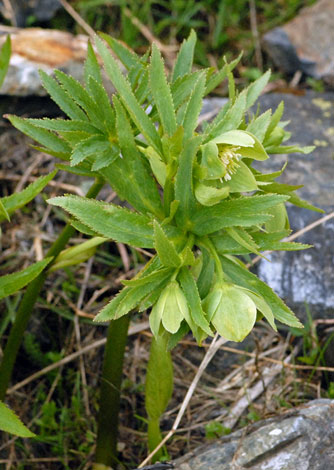 Heeleborus viridis whole