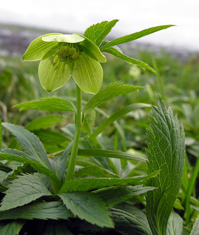 Green hellebore discount
