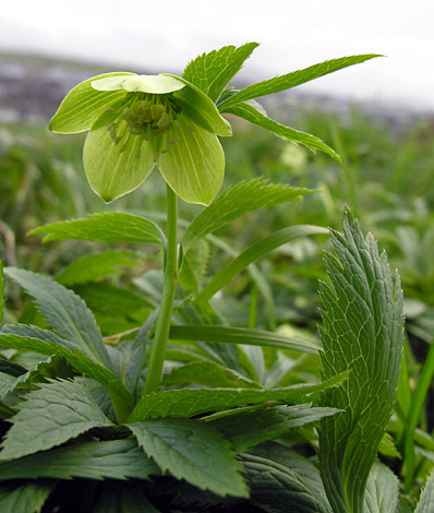 helleborus viridis whole