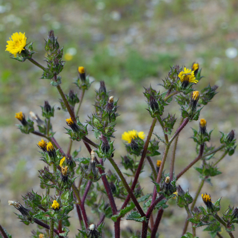 Helminthotheca ecioides whole