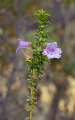Hemiandra pungens whole