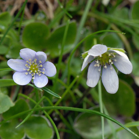 Hepatica nobilis close