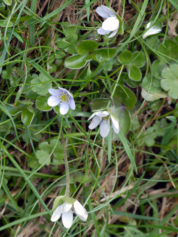 Hepatica nobilis whole