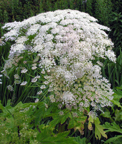 Heraclium mantegazianum close