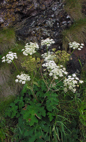 Heracleum sphondylium whole