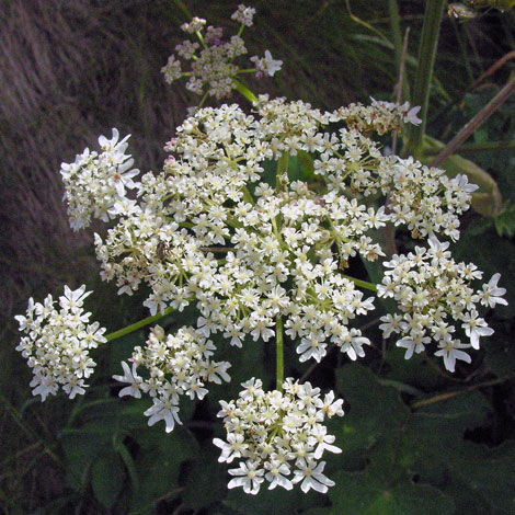 Heracleum sphondylium close