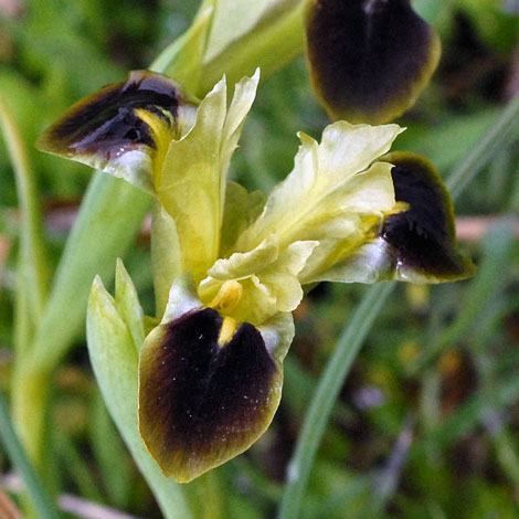 Hermodactylus tuberosus close