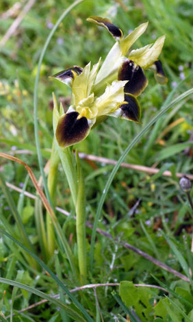 Hermodactylus tuberosus whole