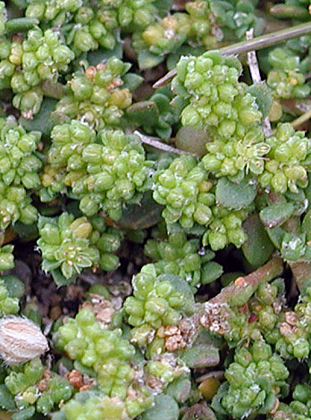 Herneraria ciliolata close