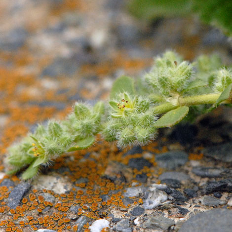 Herniaria hirstua branch