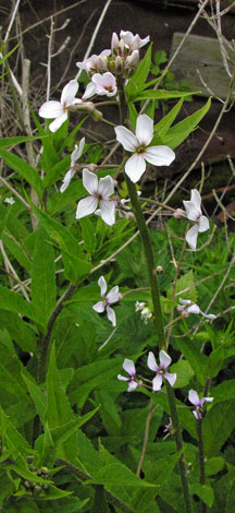 Hesperis matronalis whole