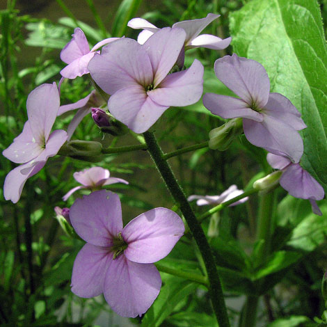 Hesperis matronalis close