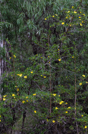 Hibbertia cuneiformis whole