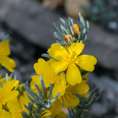 Hibbertia hibbertioides close