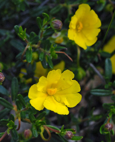 Hibbertia hypericoides close