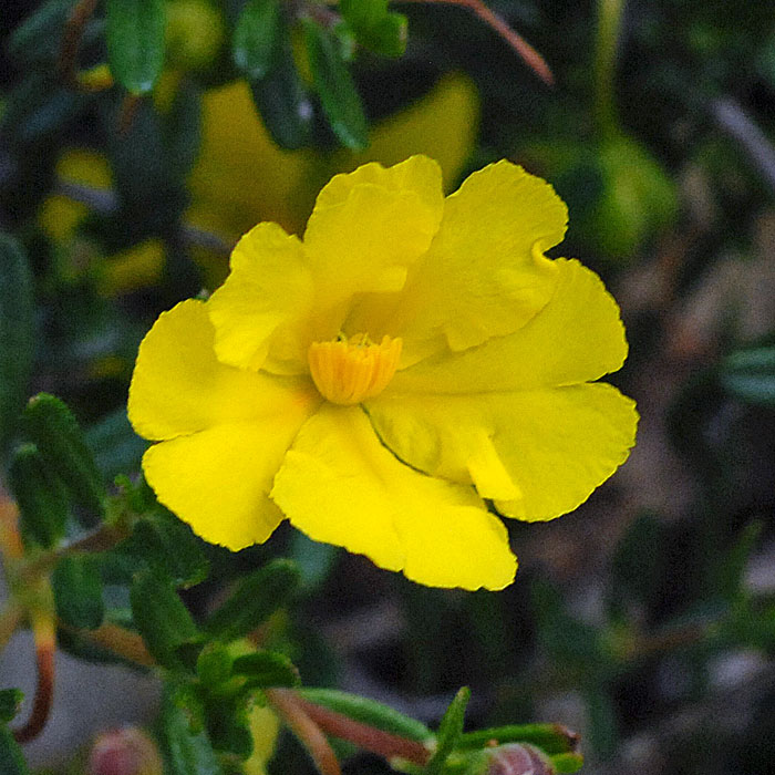 yellow buttercups yellow buttercups