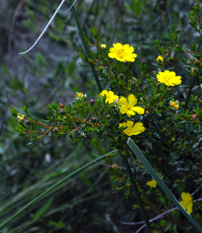 Hibbertia hypericoides whole