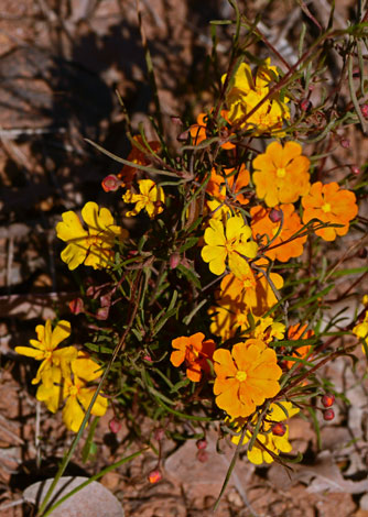 Hibbertia stellaris close