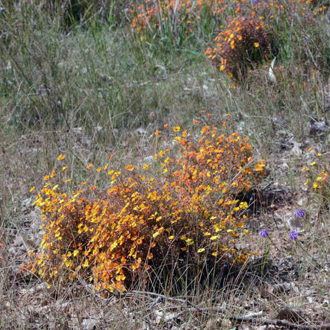 Hibbertia stellaris whole