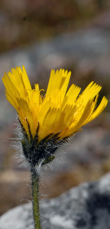Hieracium alpinum flower