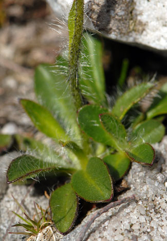 Hieracium alpinum leaves