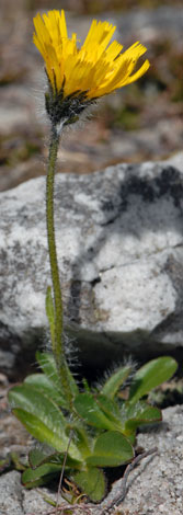 Hieracium alpinum whole