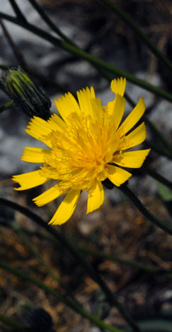 Hieracium cambricum flower