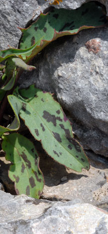 Hieracium cambricum leaf