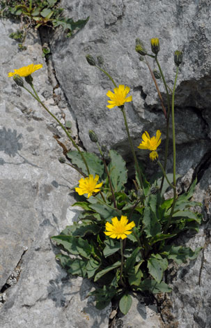 Hieracium cambricum whole