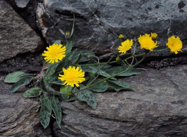 Hieracium carneddorum