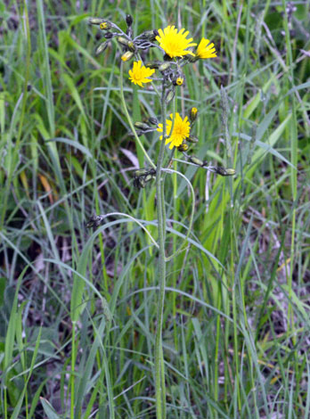 Hieracium grandidens close