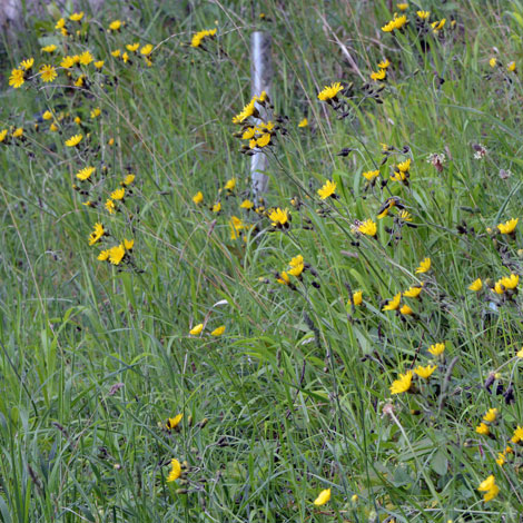 Hieracium grandidens whole