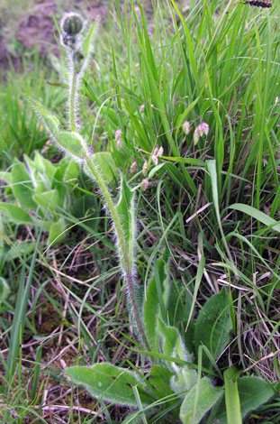 Hieracium iricum