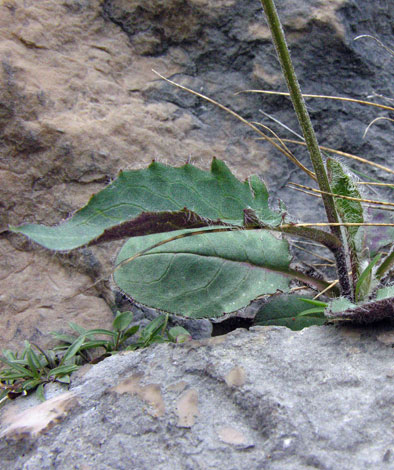 H.pseudoleyi leaves