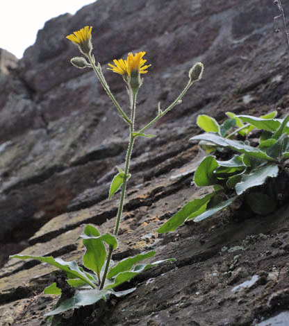 Hieracium speluncarum