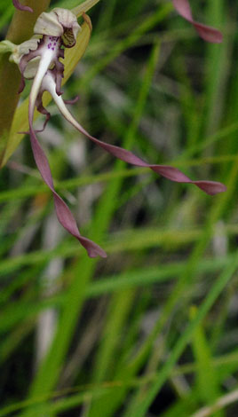 Himantoglossum hircinum floret