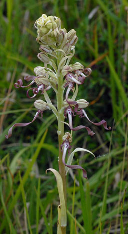 Himantoglossum hircinum spike
