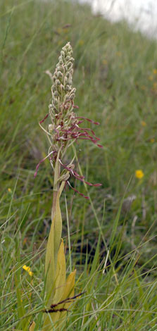 Himantoglossum hircinum whole