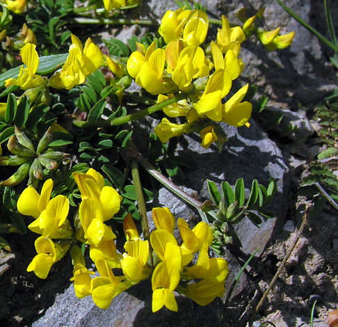 Hippocrepis comosa